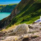 Seagull at Howth