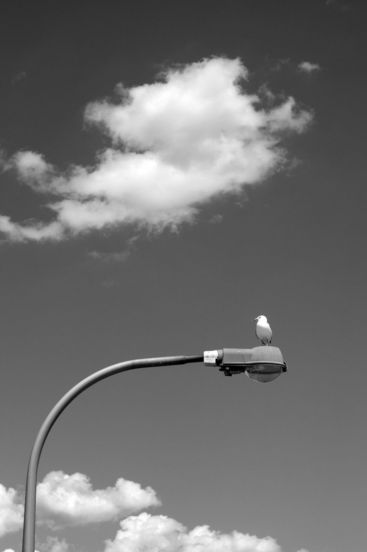 Seagull at Jones Beach