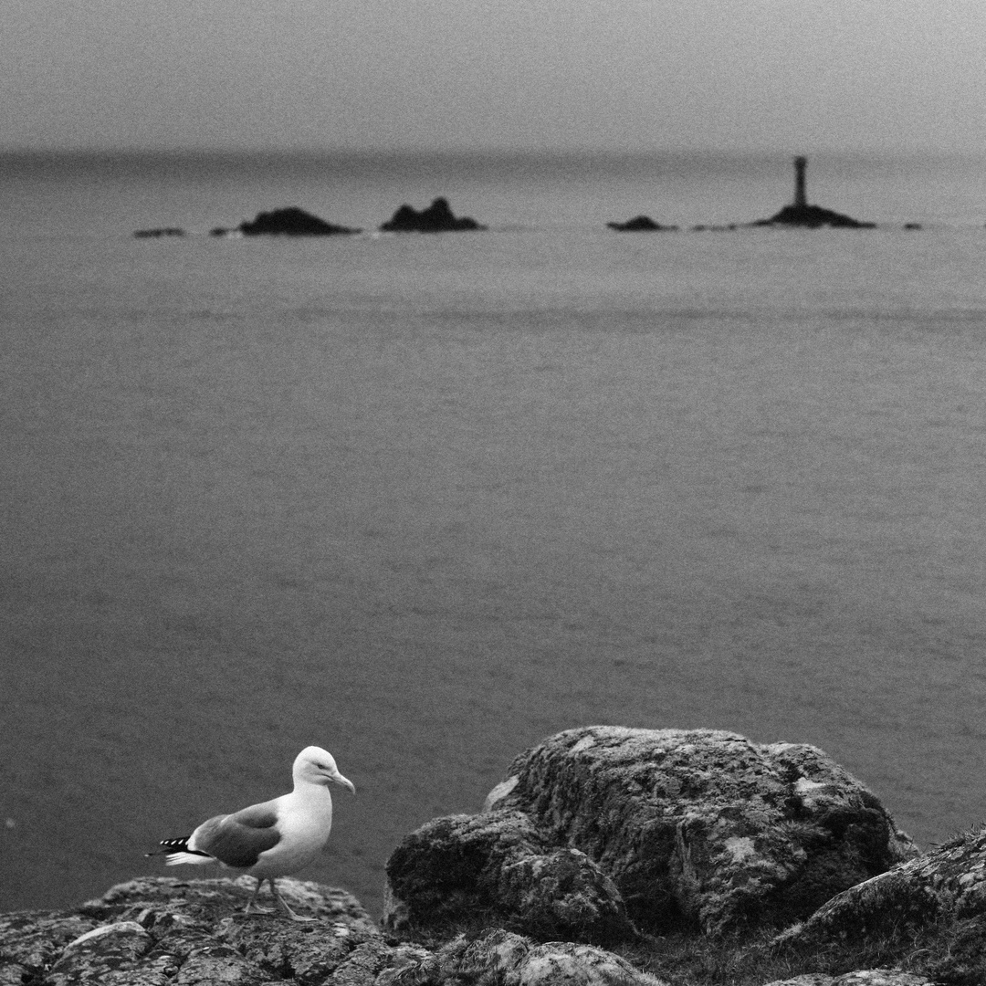 seagull at land's end