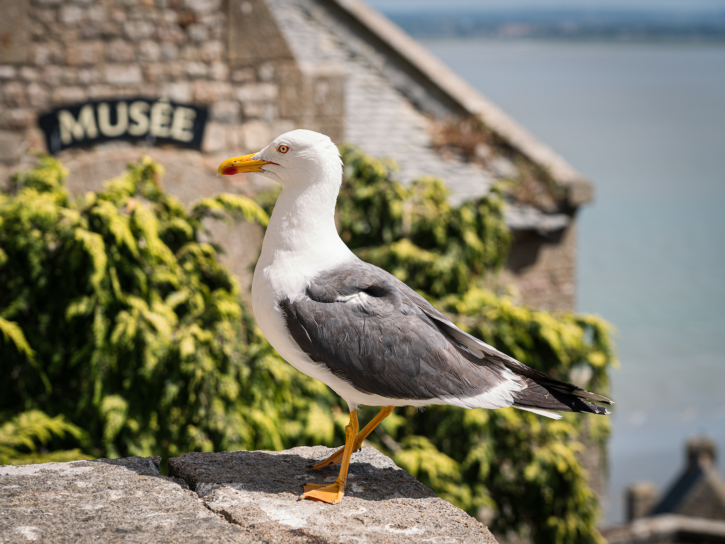 Seagull at Mont Saint Michel