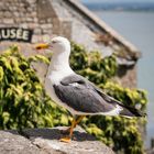 Seagull at Mont Saint Michel