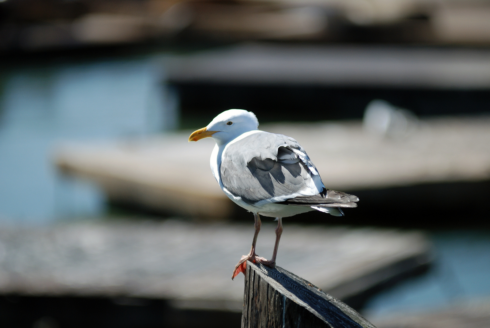 Seagull at pier 39