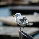 Seagull at pier 39