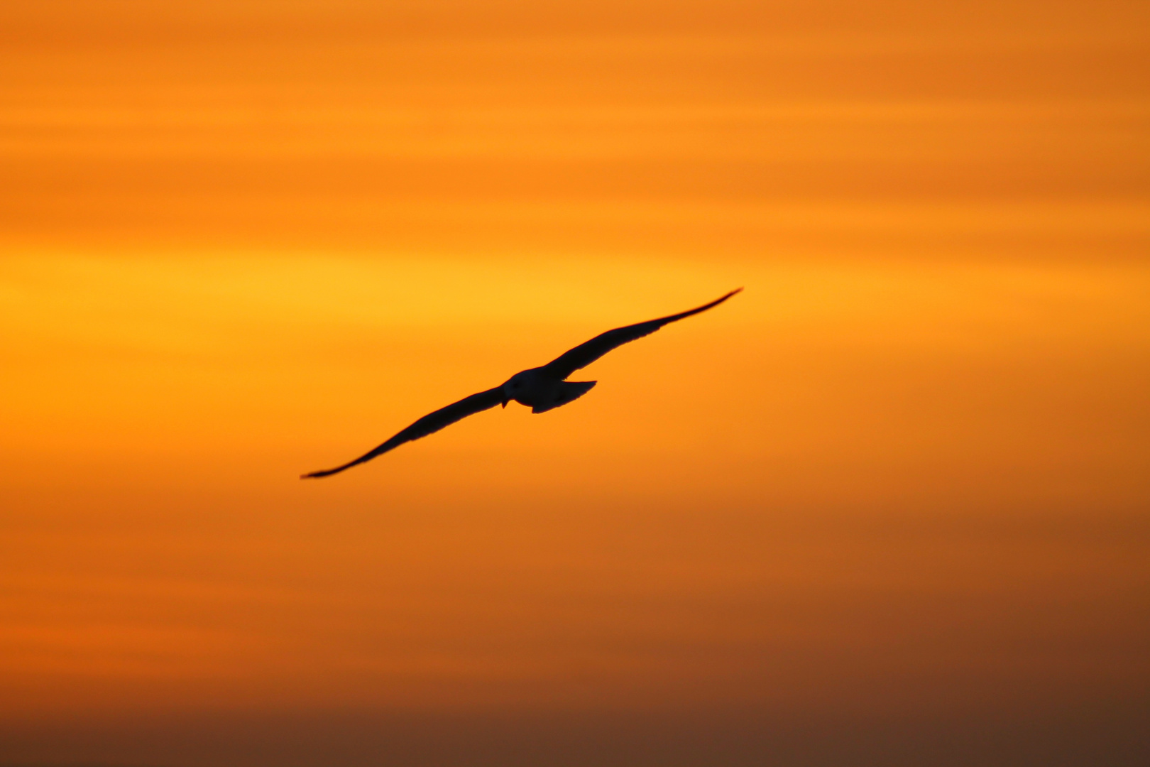 Seagull at Sunrise