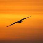 Seagull at Sunrise