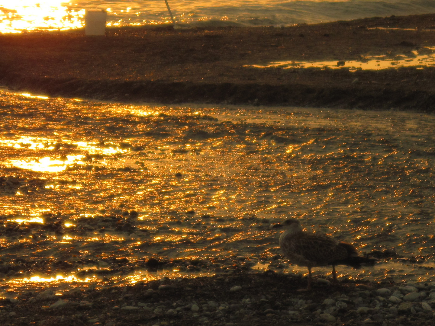 Seagull at Sunset