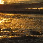 Seagull at Sunset