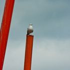 Seagull at the Grand Canal Theatre