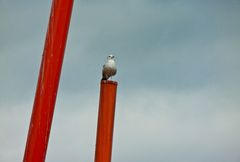 Seagull at the Grand Canal Theatre