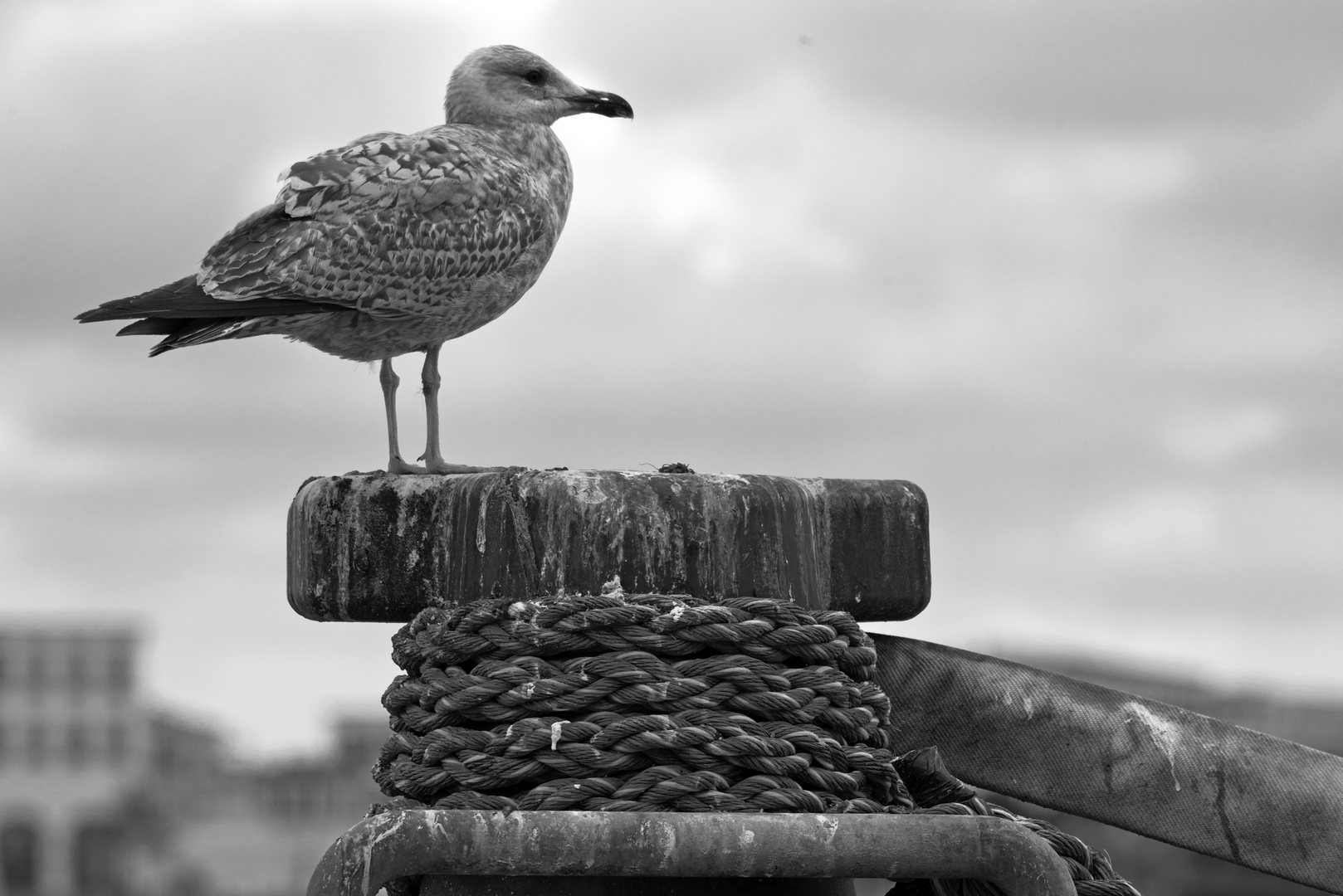 seagull atop of a bollard at Warnemünde "Alter Strom"