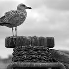 seagull atop of a bollard at Warnemünde "Alter Strom"