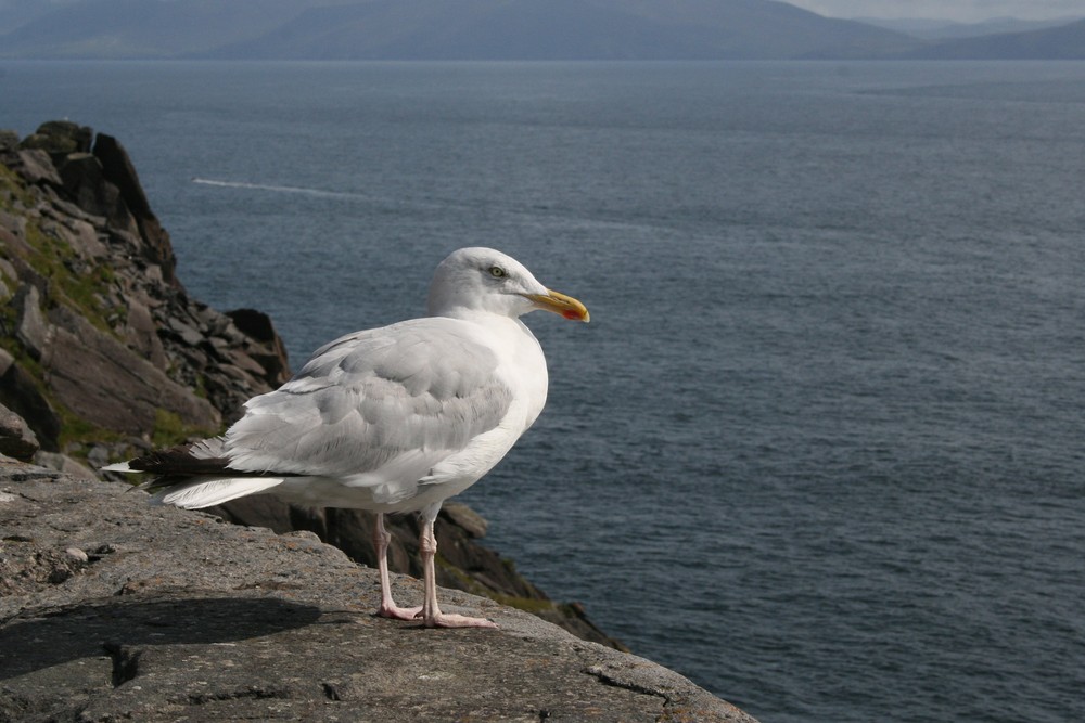 Seagull auf ein Mawr Shay Head Dingle Ireland