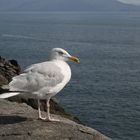 Seagull auf ein Mawr Shay Head Dingle Ireland
