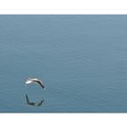 seagull