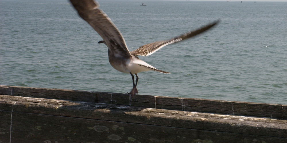 Seagull