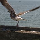 Seagull