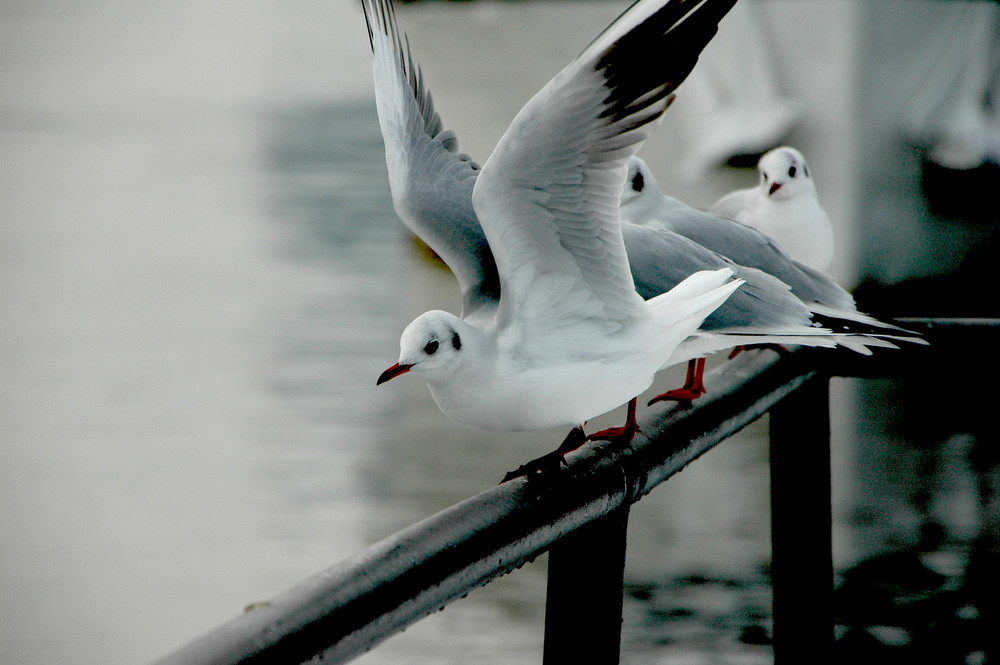 Seagull