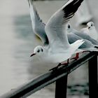 Seagull