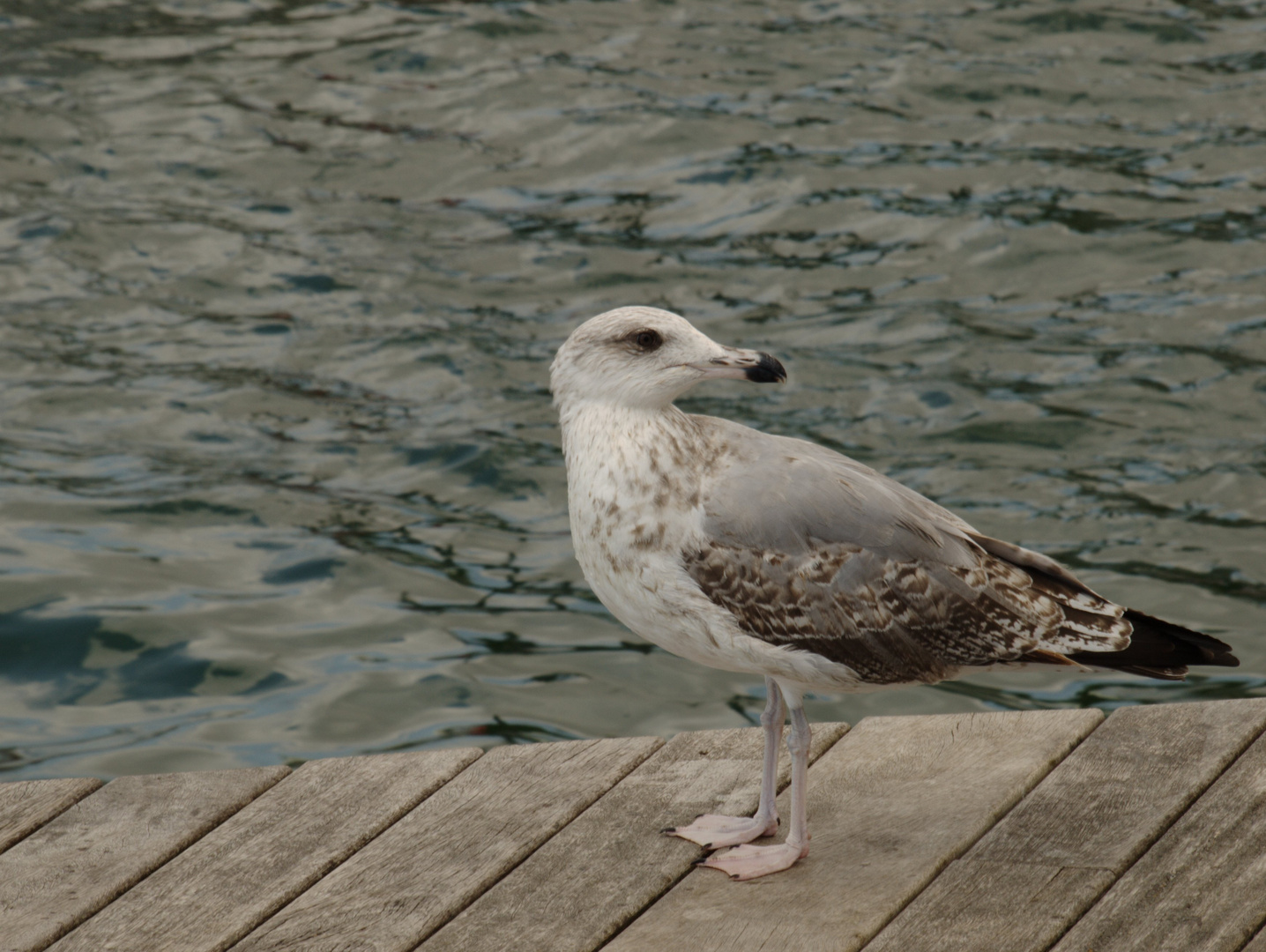 Seagull