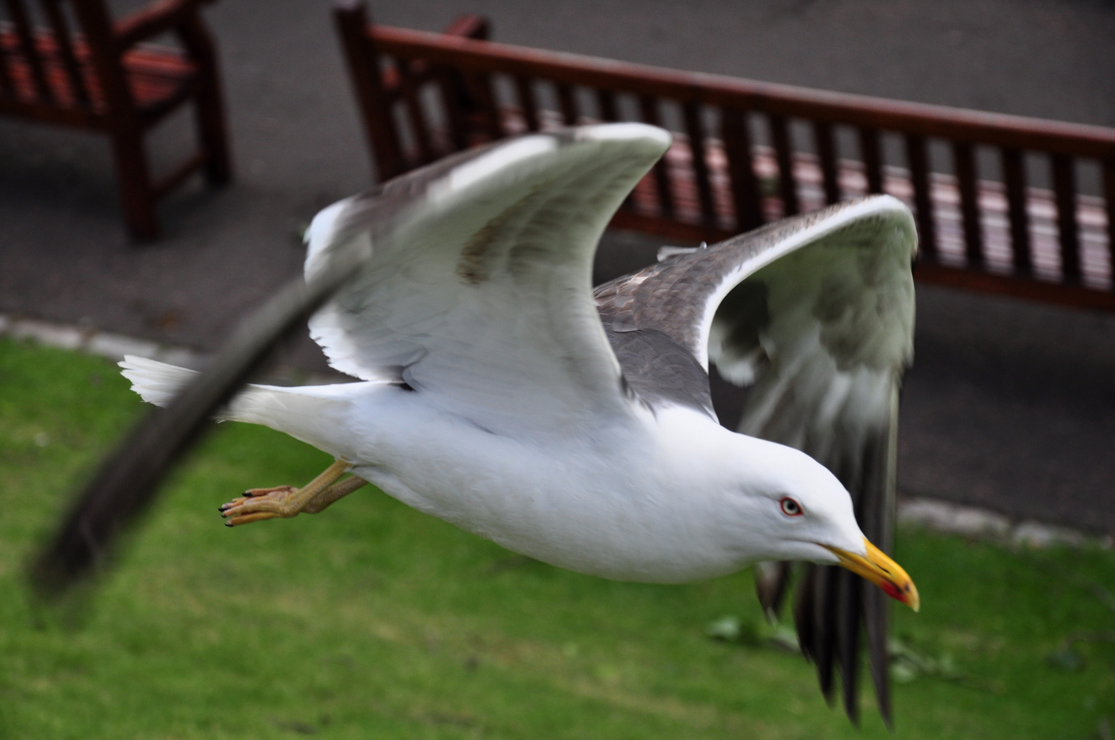 Seagull