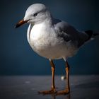 Seagull