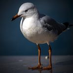 Seagull