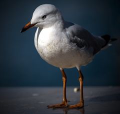 Seagull