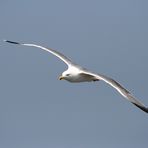 Seagull