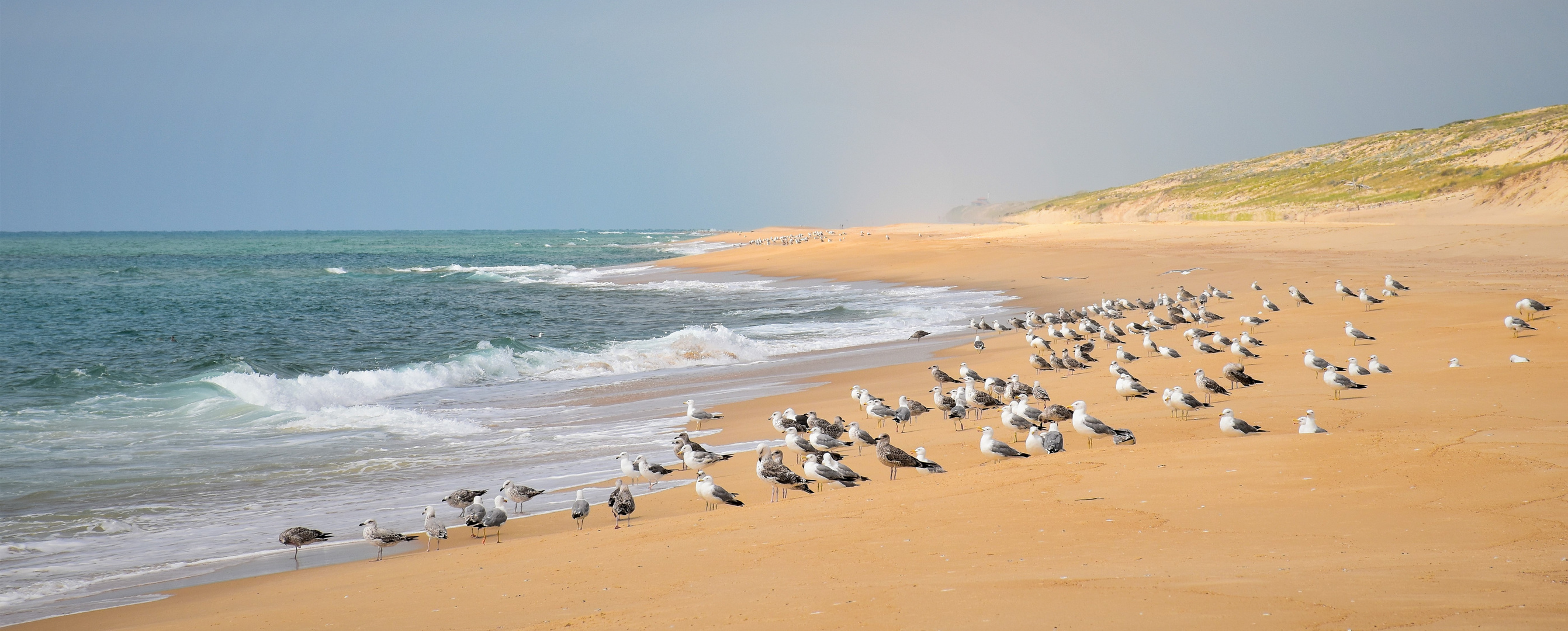 seagull beach