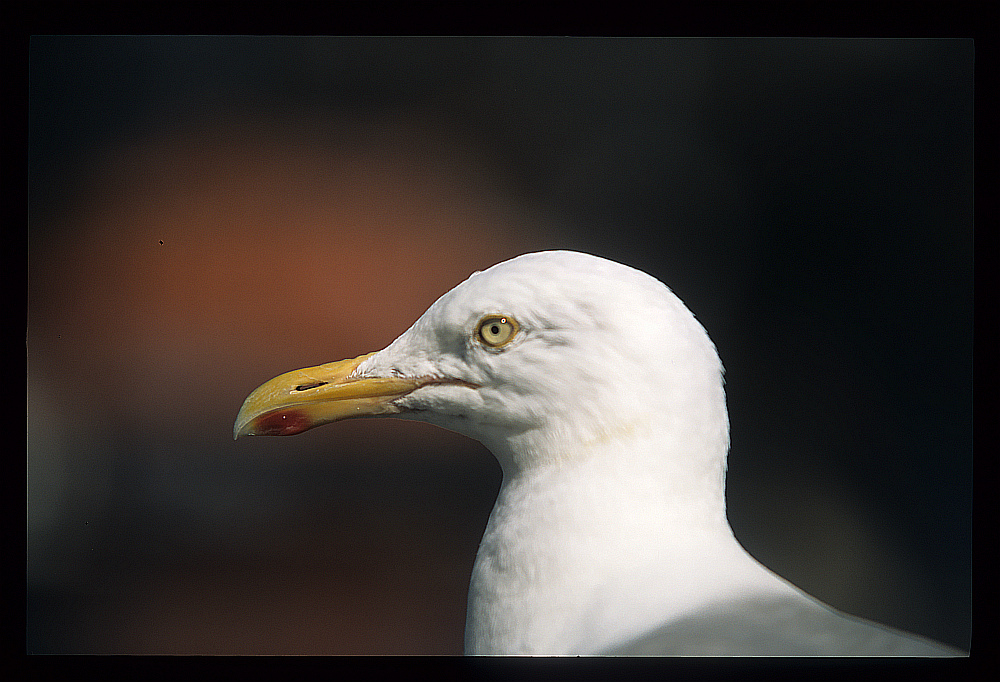 Seagull