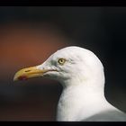 Seagull