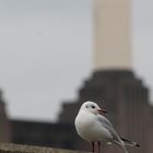 Seagull by Battersea Power Station