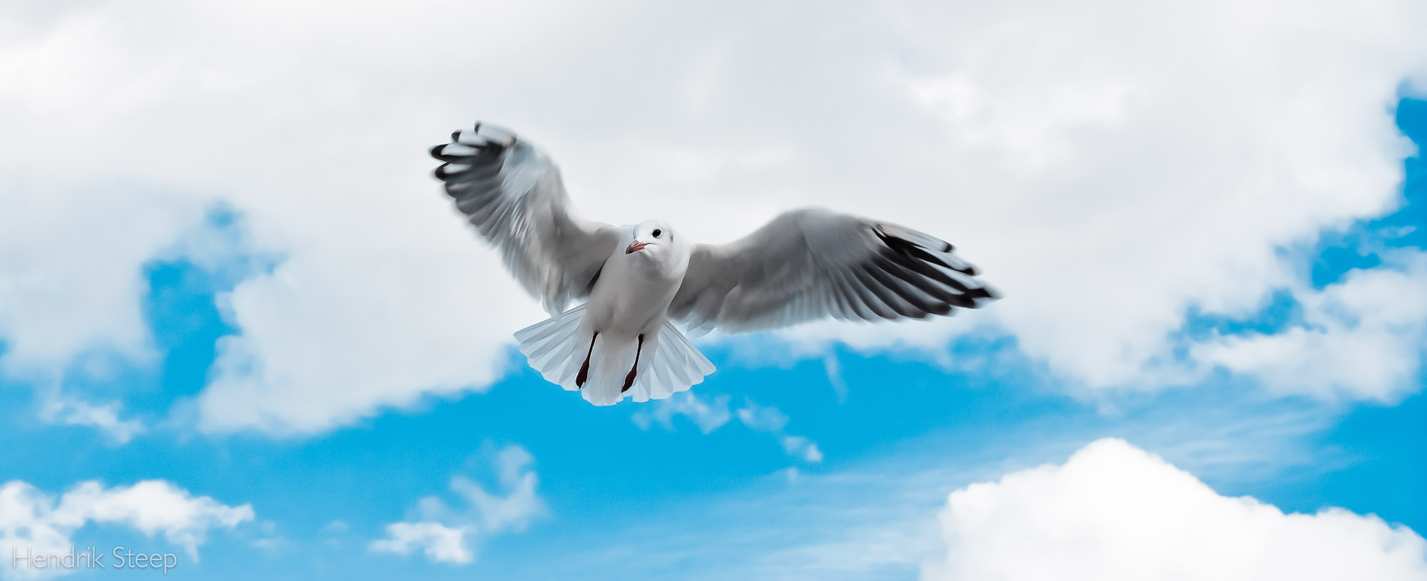 seagull