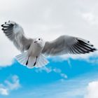 seagull