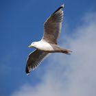 Seagull