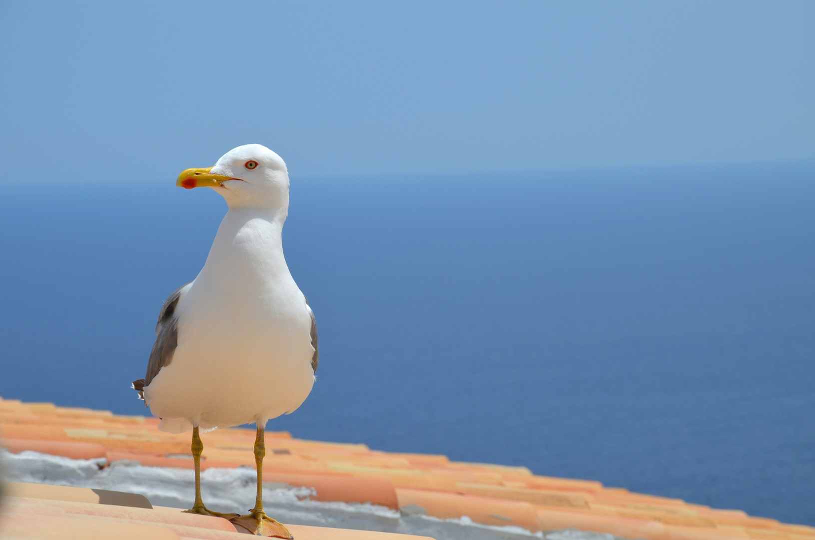 Seagull