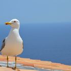 Seagull