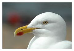 Seagull