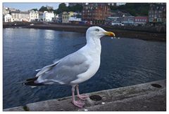 seagull