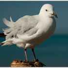 Seagull