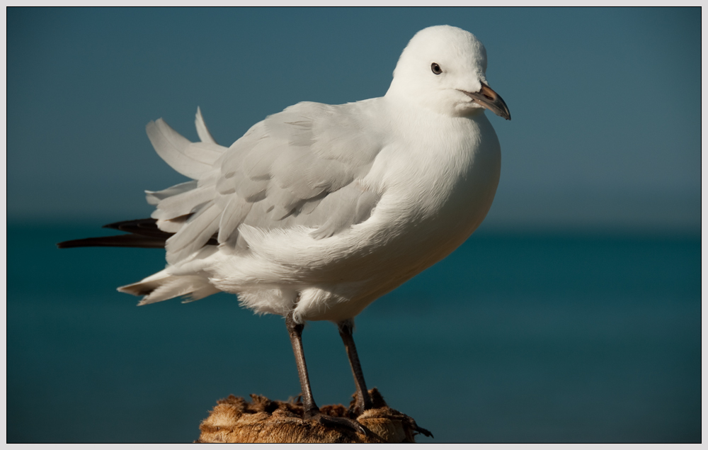 Seagull