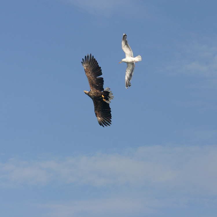 Seagull chasing eagle