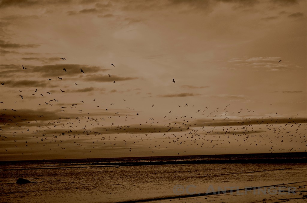 Seagull Colony