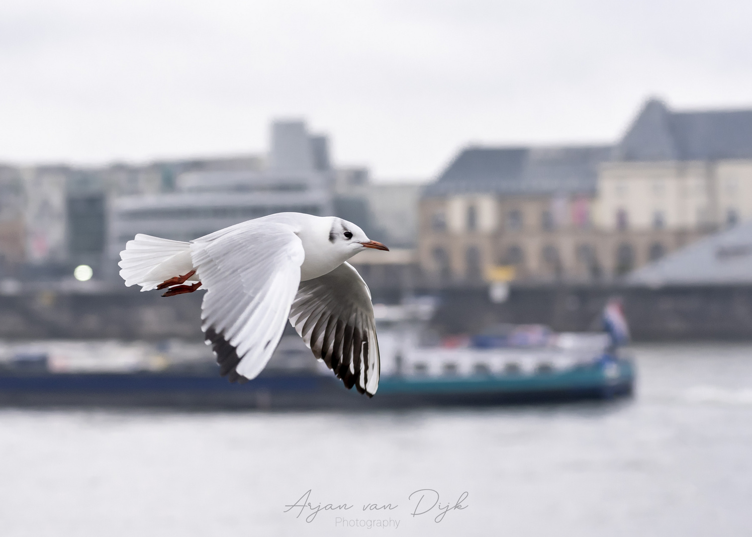 Seagull cruising Düx