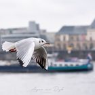 Seagull cruising Düx