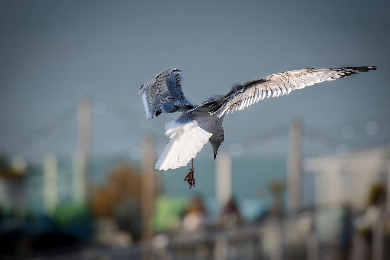 Seagull . . .