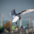 Seagull . . .