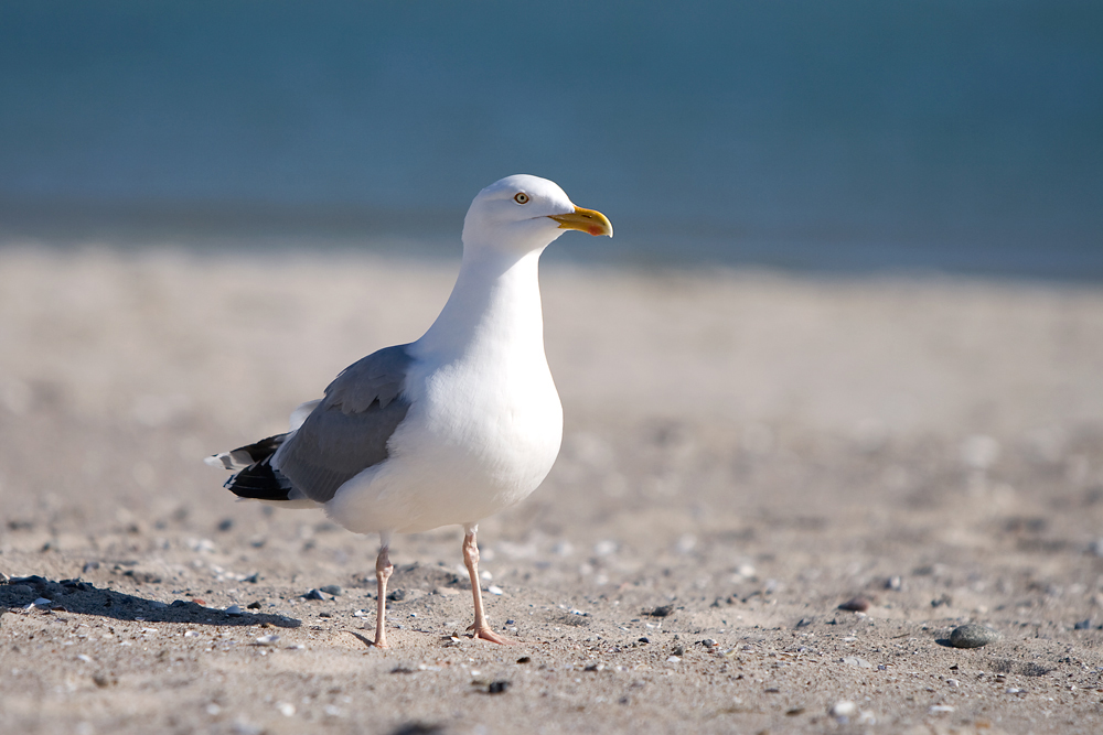 Seagull...