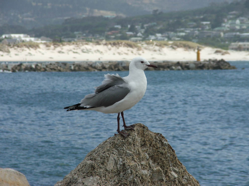 Seagull