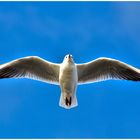 Seagull